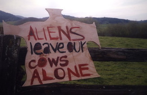 cows
